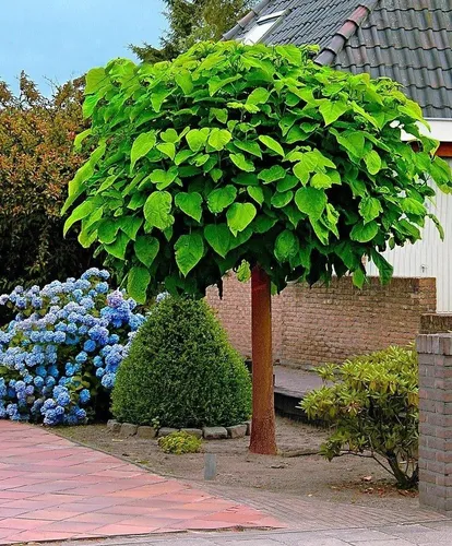 Catalpa Bungei De 2,5 M - Ideal Sombra