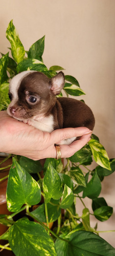 Chihuahuas Hembritas Mini . Chocolate . Papá Lilac Chocolate Cuello Blanco