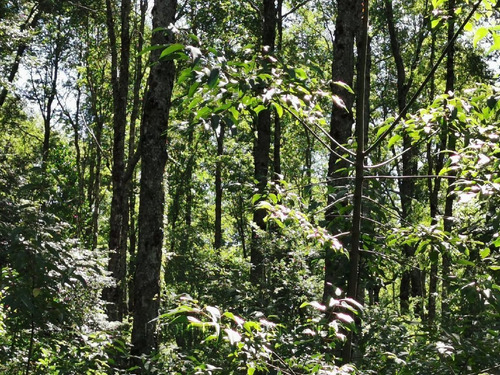 Hermosa Parcela A 4 Km De Pucón