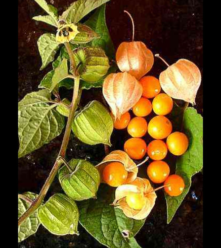 Uchuva Aguaymanto Physalis Peruvianus Plantín Medicinal 