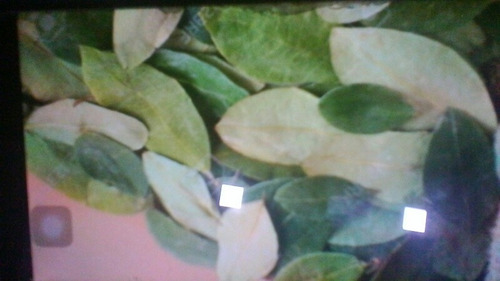 Hoja De Coca Hayo Medicina Ancestral