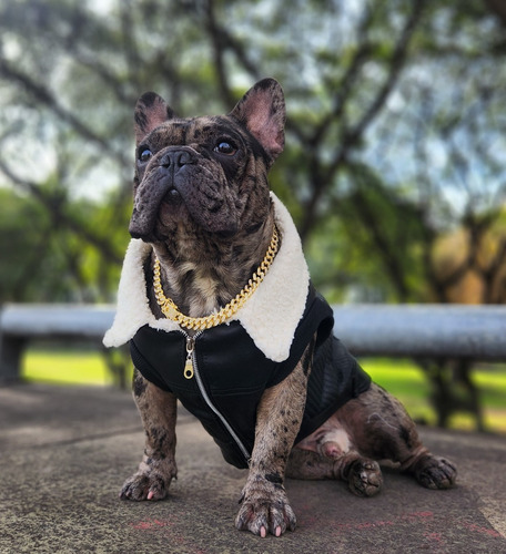 Bulldog Frances Servicio Stud Blinde Merle Gen Blue