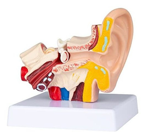 Lvchen Modelo De Oído Humano Anatomía  Modelo Anatómico De 