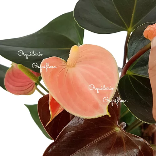 Mini Antúrio Flor Rosé Planta Natural Adulta Com Vaso