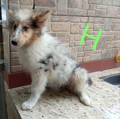 Imagen 5 de 10 de Cachorros Rouh Collie Color Blue Merle - En Cuotas!