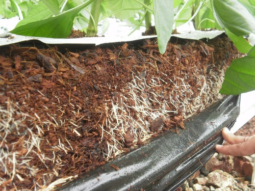 Nematicida Organico Extracto Higuera, Cempasúchil Anema 20 L
