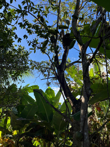 Chacara Boquim Sergipe Povoado Ceu Frutas Variadas