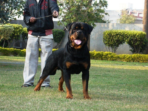 Rottweiler Cachorras Hembritas