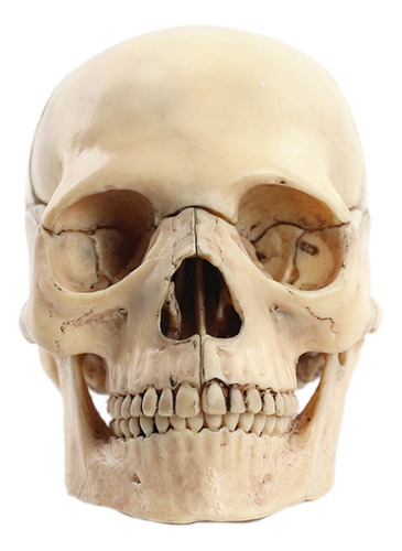 Modelo Anatómico De Cráneo Desmontado 1:2 Anatomía Skeleton