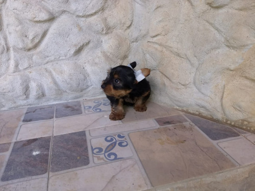 Yorkshire Terrier Hembra