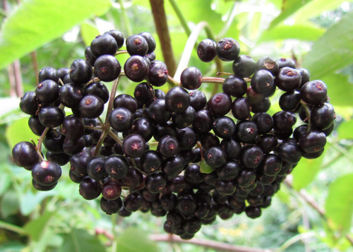 Sementes De Sabugueiro Sambucus Nigra Elder Fruta Flor