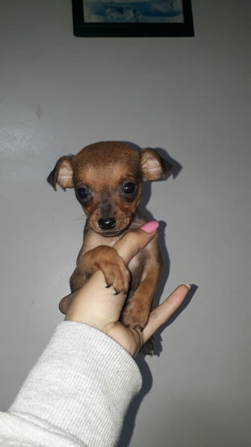 Cachorros Razas De Perros Pincher Mascotas Medellín