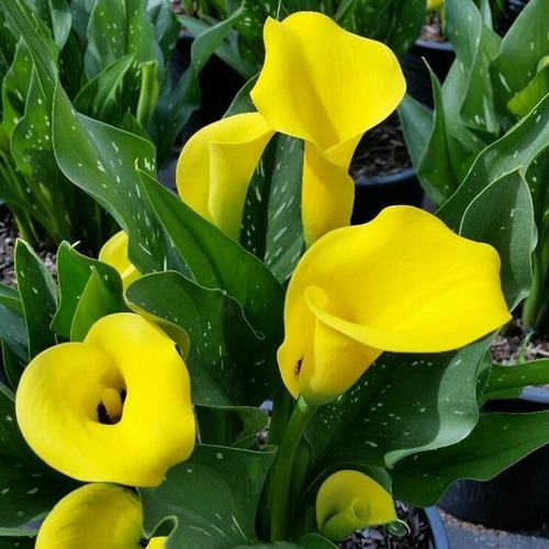 Calidad superior holandesa Plant & Bloom fáciles de cultivar todo el año  Naranja Rojo Amarillo Bulbos de flores de Calas Colección sueño naranja 3  bulbos Industria, empresas y ciencia Equipos y herramientas