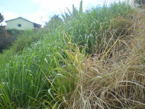 Excelente Lote - Ouro Preto - 336