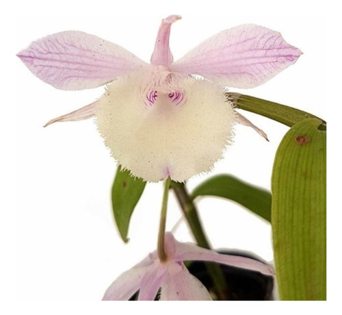 Orquídea Dendrobium Aphyllum Planta Jovem Natural