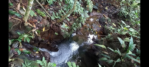 Imagen 10 de 14 de Finca-quinta De 3 Hectareas.
