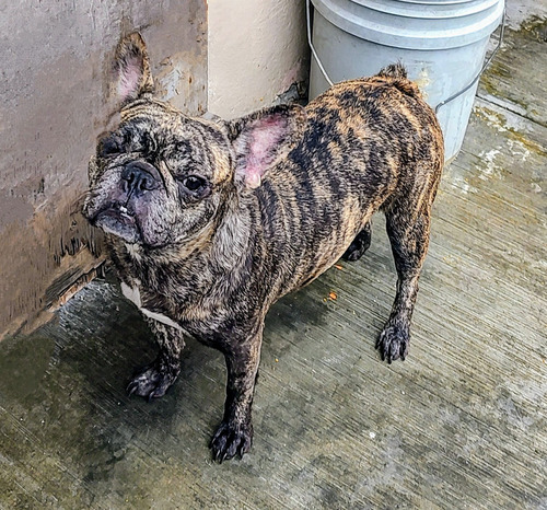 Cachorro Bulldog Francés Macho Negro
