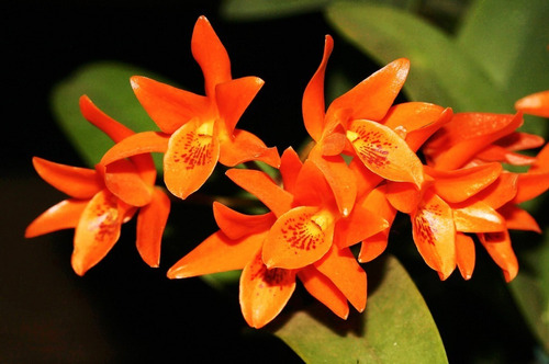 Orquídeas In Vitro Guarianthe Aurantiaca 50 A 100 Plántulas | MercadoLibre