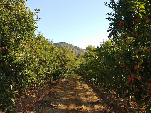 Campo Agrícola En Venta, 76 Ha En San Clemente