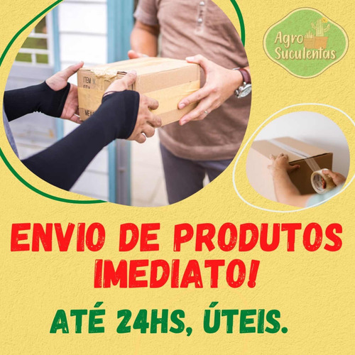 Cacto Arco-íris Echinocereus Rigidíssimos Raiz Própria