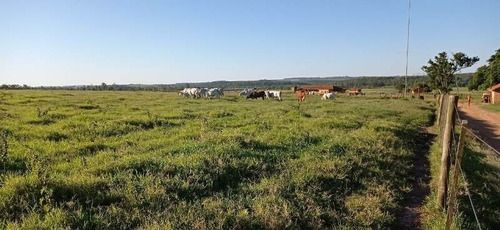 Imagem 15 de 29 de Fazenda 155 Alqueires, Terra Fértil, Rica Em Água Com Rio, 120 Alqueires Para Lavoura, 20 Alqueires Em Eucalipto, Casa Sede, Casa Caseiro, Curral - Fa00262 - 70837159