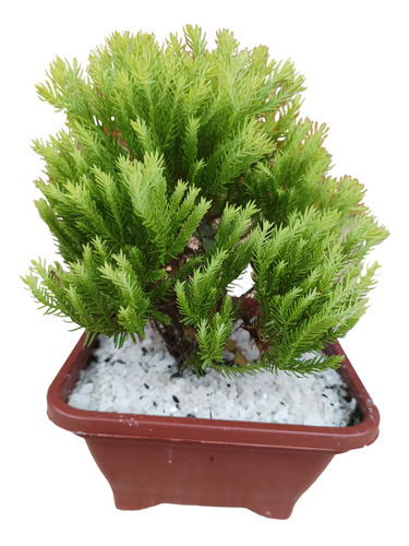 Planta Bonsai Tuia Oro Envío Gratis 