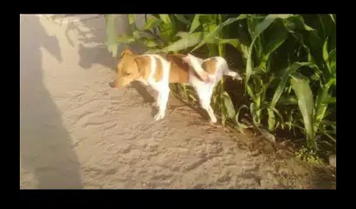 Imagen 6 de 11 de Vendo Padrillo Jack Rusell Pedigri Plata.