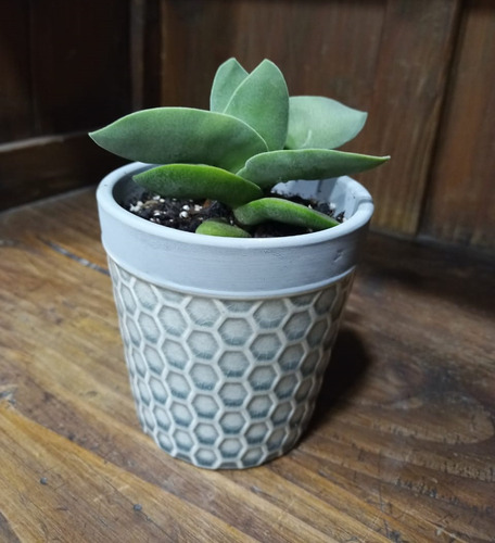 Suculenta Crassula Falcata - Aleta De Tiburón