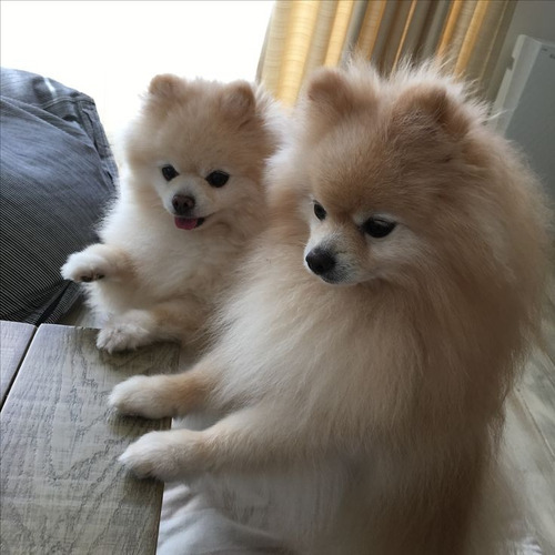 Pomerania 6 Beige