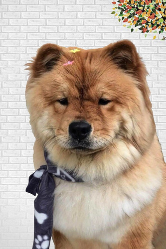 Imagem 4 de 7 de Arte Digital Com A Foto Do Seu Pet
