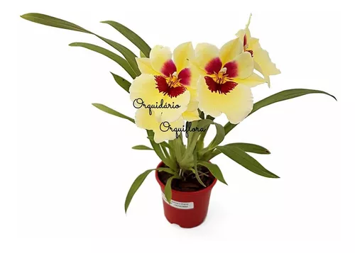 Orquídea Miltonia Colombiana Flor Amarela Planta Adulta