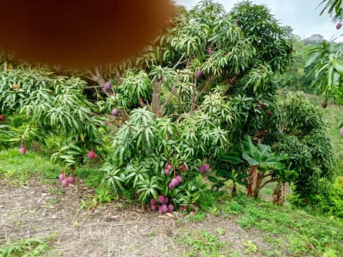 Vendo Permuto Finca Quipile