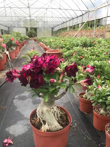 100 Semillas De Adenium Obesum Rosa Del Desierto 