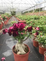 Comprar 100 Semillas De Adenium Obesum Rosa Del Desierto 