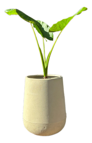 Combo Alocasia Oreja De Elefante + Maceta Plastica 60x40 Beige