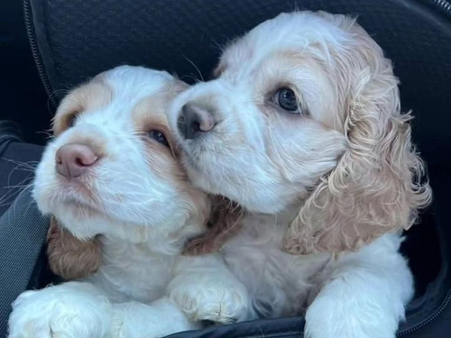 Cachorros Coker Muy Orejónes