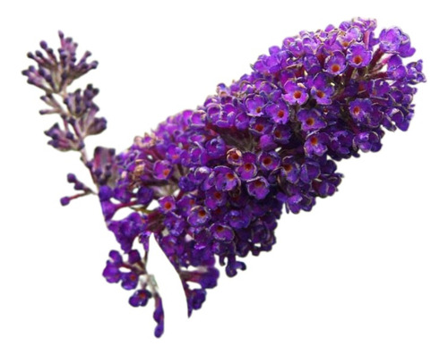 Buddleia Nanhoensis, Planta Para Colibries, Mariposas   4lts