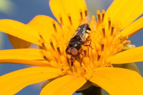Tithonia Diversifolia | Árbol Girasol
