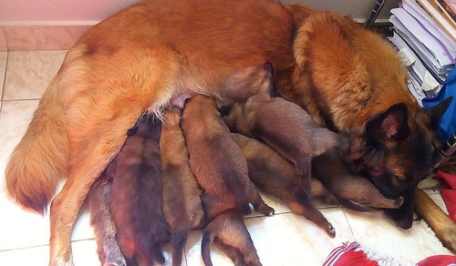 Imagem 6 de 9 de Pastor Belga Malinois