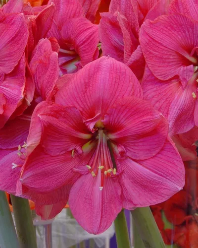 4 Amaryllis, Paq. De Amarilis, Azucena, Especiales.