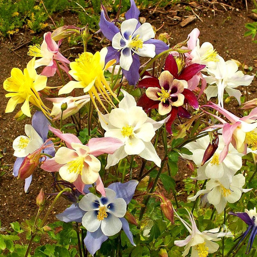 Imagen 4 de 5 de Semillas Aquilegia Mc Kana Gigante 3gr (2400 Semillas Aprox)