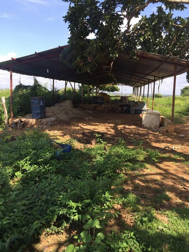 Imagen 6 de 14 de Finca En Venta Areo - Municipio Cedeño