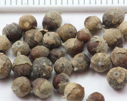 200 Ml Agnus Castus Sauzgatillo Tintura Plantasi