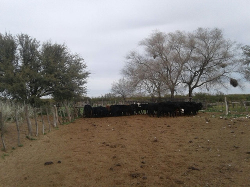 Imagen 17 de 19 de Campo 5000 Ha En El Dpto. Limay Mahuida- La Pampa