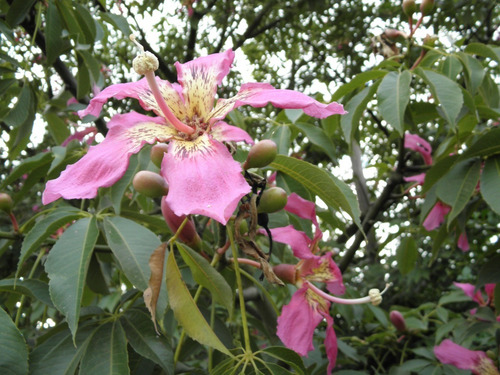 Imagen 2 de 6 de Chorisia, Palo Borracho, Árbol Botella, Arbol Rosa 10lts