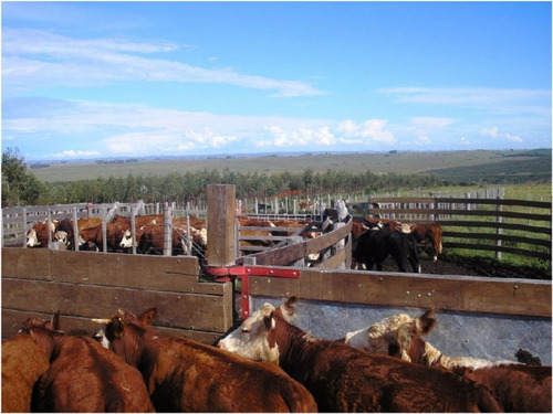 Imagen 10 de 13 de Campo En Venta En Uruguay, Treinta Y Tres, Oportunidad!!!- Ref: 25013