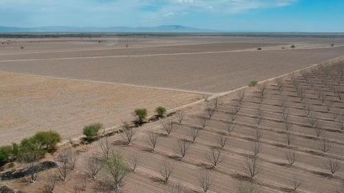 Terreno Con Nogales En Venta En San Pedro De Las Colonias, Coahuila