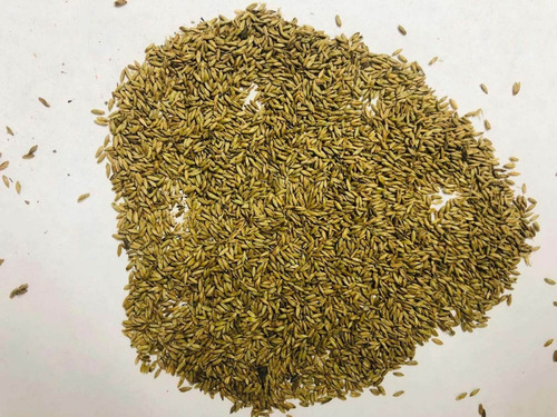 Semilla Pasto Guinea India Bolsa X 1.000 Grs