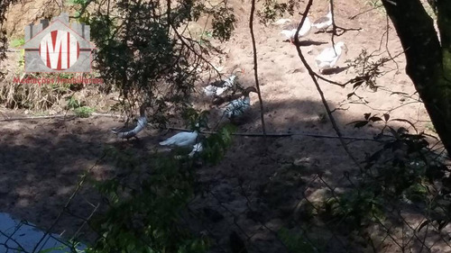 Linda Chácara Com Piscina, Espaço Gourmet, Pertinho Da Cidade, Pomar, À Venda, Zona Rural, Pinhalzinho. - Ch0244