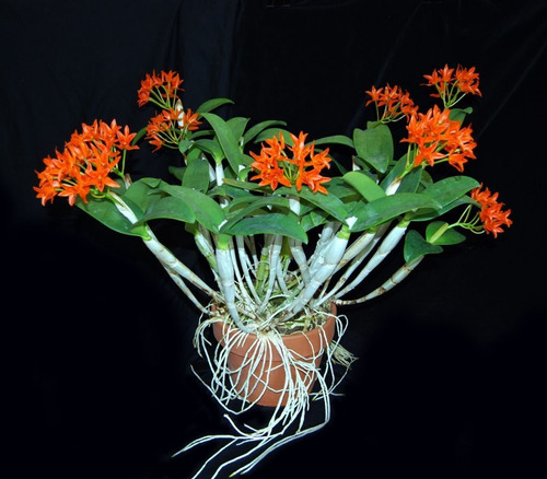 Orquídea Cattleya Aurantiaca 